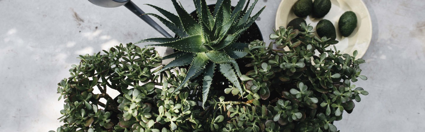 Menthe