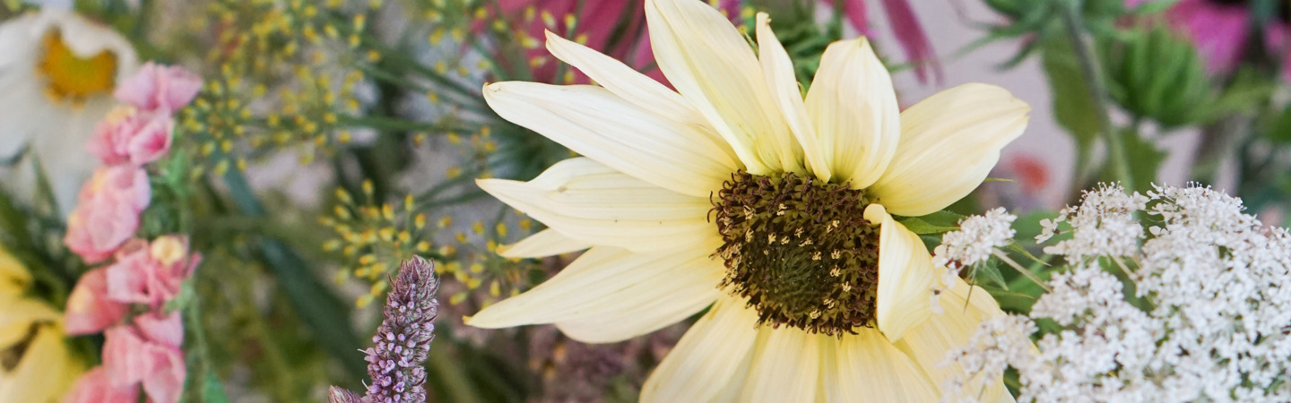 Coltivate il vostro bellissimo bouquet personale: Seminate i vostri fiori