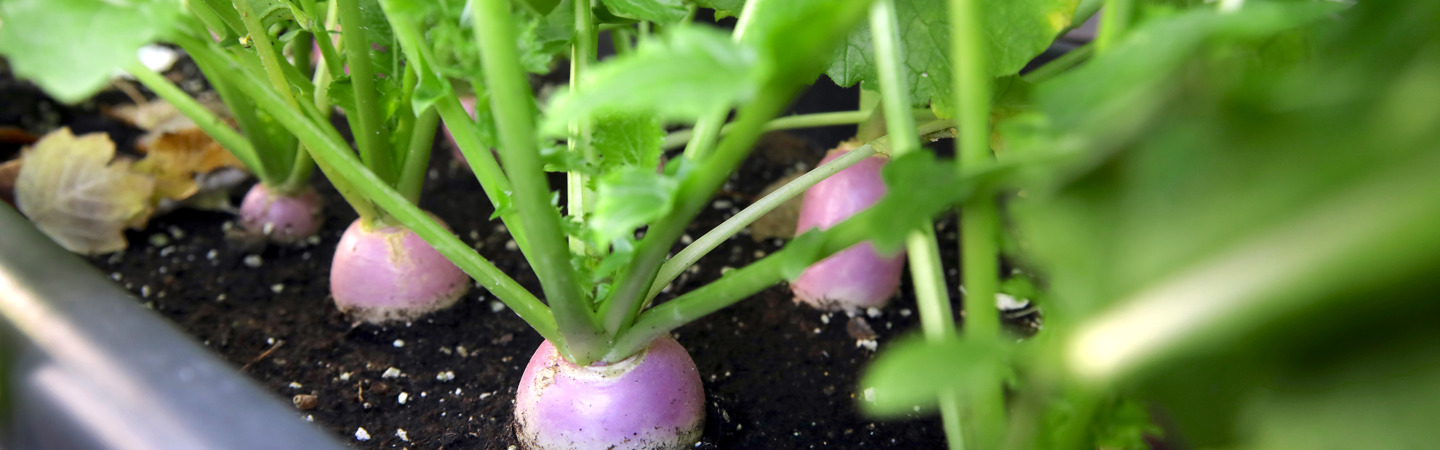 Les tables de culture sont mes partenaires en crime pour les légumes