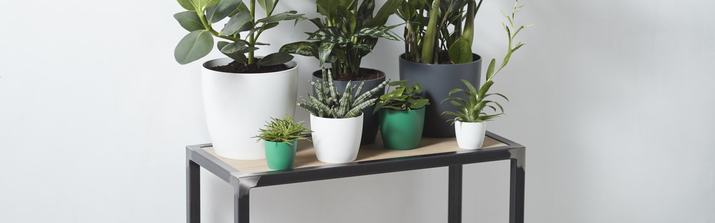 Mix and match: pot & plant