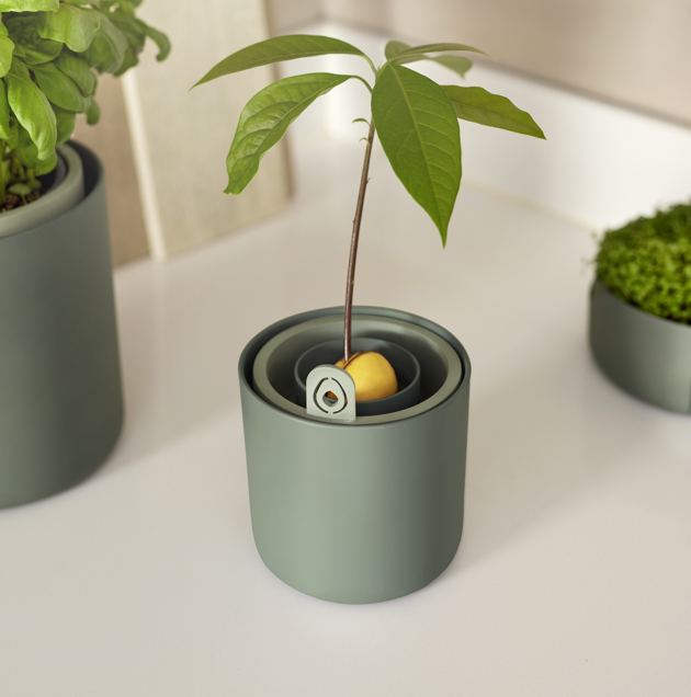 amazing avocado pot