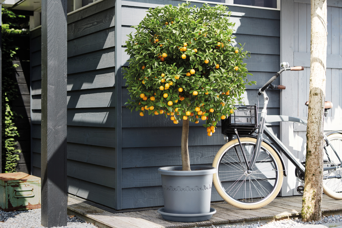 Zaailing schattig sociaal Bomen in potten voor een kleine tuin - elho® - Give room to nature